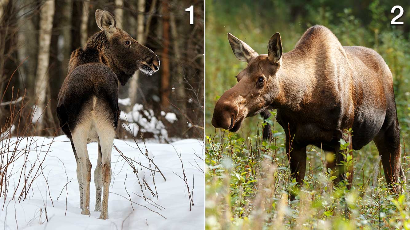 Älgkviga och älgko
