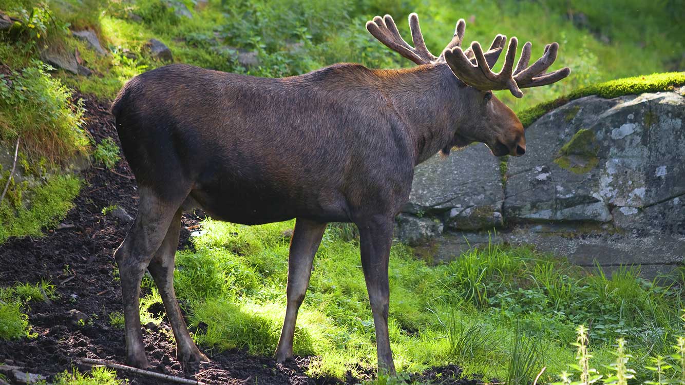 Hjortdjur