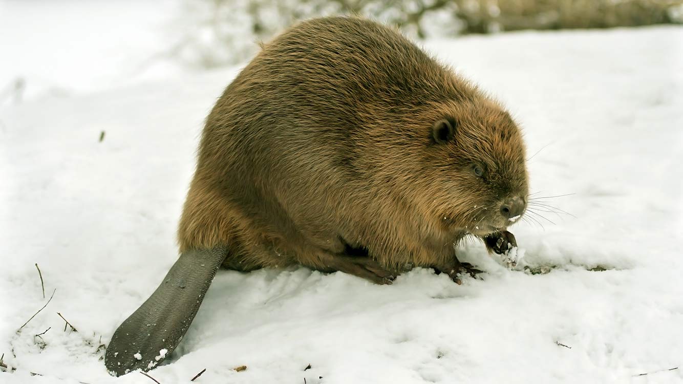 Gnagare