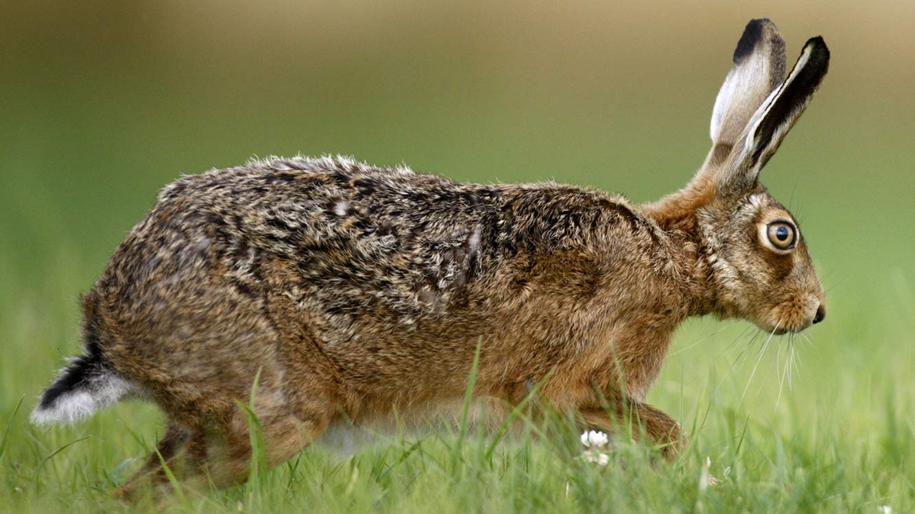 Hardjur