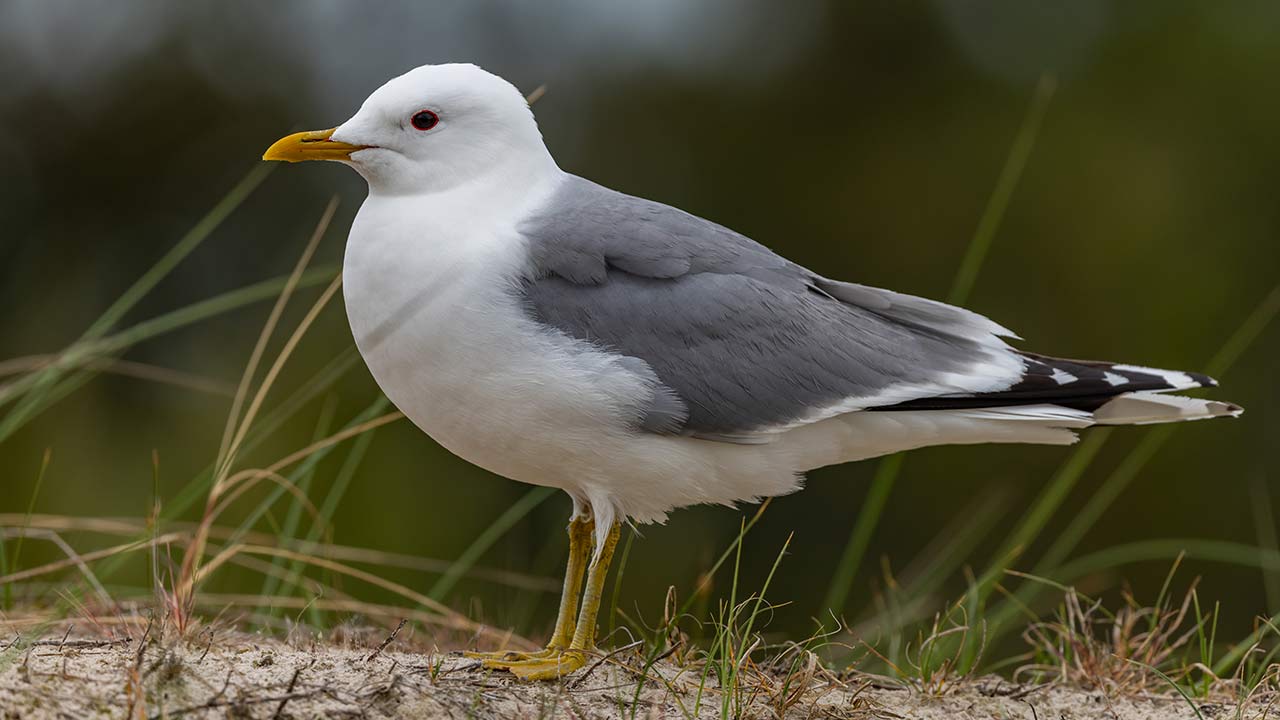 Måsfåglar
