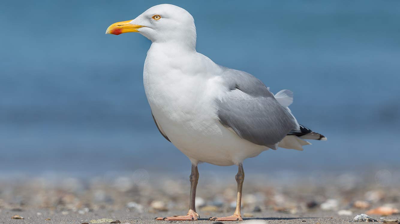 Gråtrut