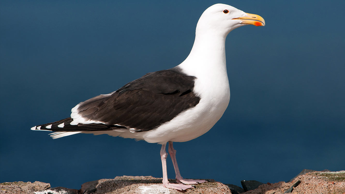 Havstrut
