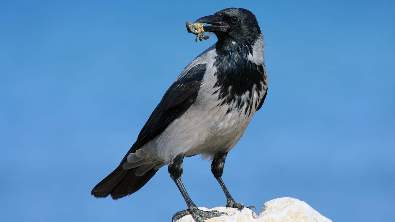 Kråka