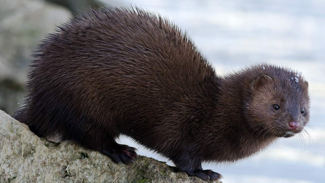 Mink