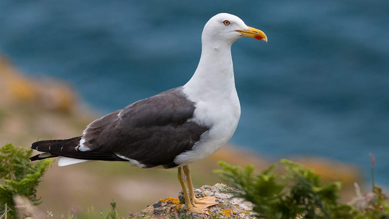 Silltrut