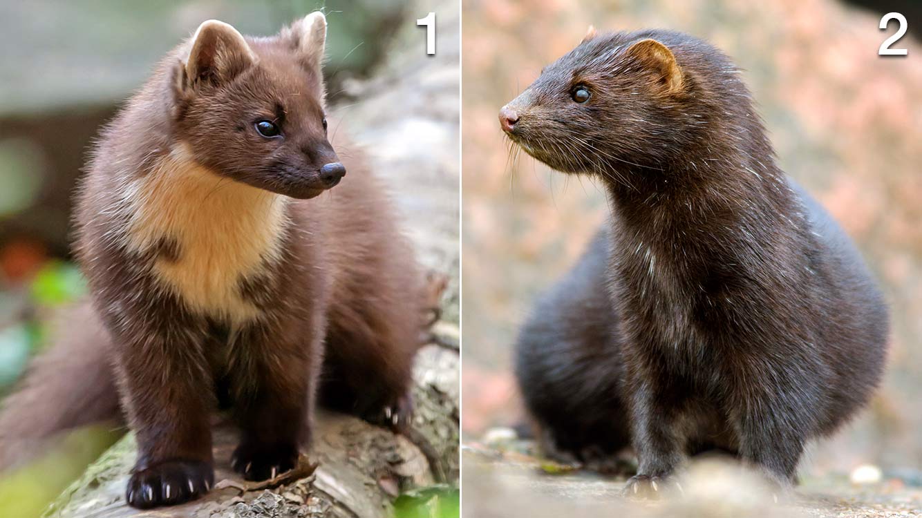 Skogsmård och mink